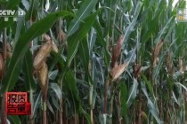 每周质量报告丨未定损就签字、没受灾也赔付 惠农保险理赔怎成一笔“糊涂账”？