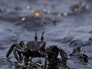 如何看待wti原油期权限仓规定？限仓对交易有何作用？