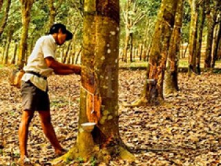 橡胶基差如何形成？这种形成过程有什么特点？