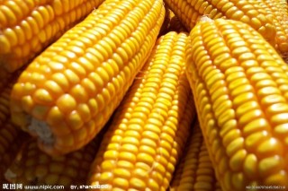 做期货玉米主要应关注哪些方面？这些关注因素如何影响交易？