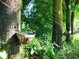 如何分析橡胶期货的走势跟随因素？这些因素如何影响其价格？