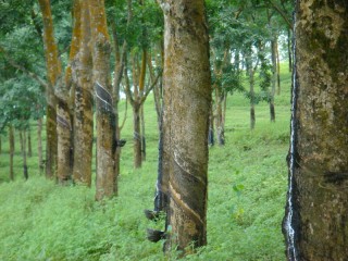 如何认识橡胶期货交割品的标准？橡胶期货交割品有什么特点？