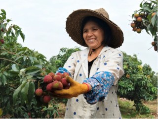 重生的TA | 一颗荔枝的轮回：从“靠天吃饭”到科技丰产
