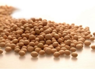 正常的大豆豆帕价格如何形成？形成价格的过程有哪些影响因素？