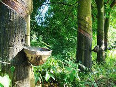 如何分析橡胶期货的走势跟随因素？这些因素如何影响其价格？  第1张